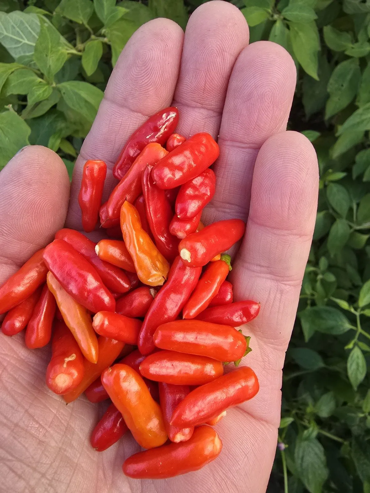 Candlelight Mutant X Thai Orange Mutant Chilli Seeds - Image 3