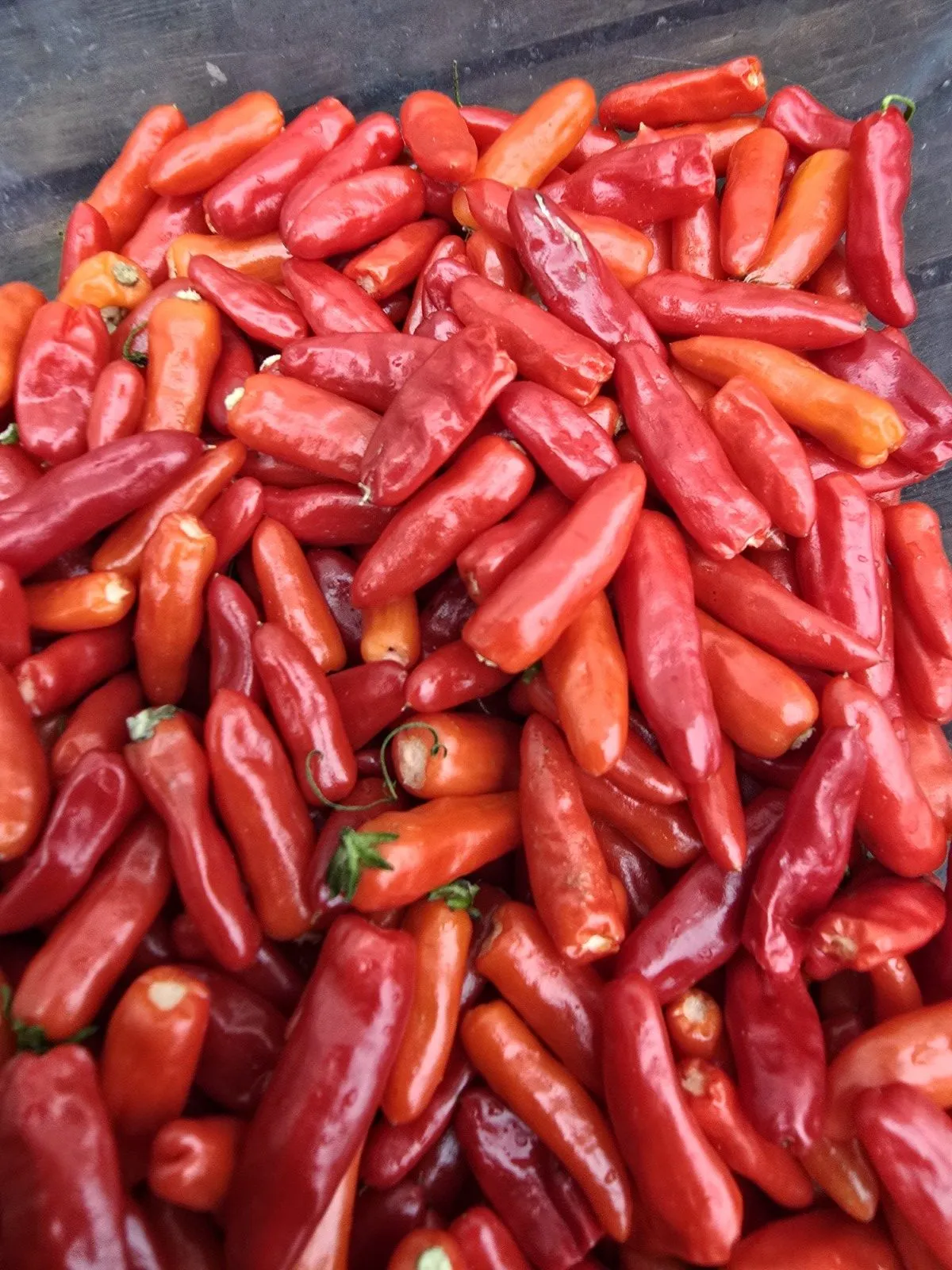 Candlelight Mutant X Thai Orange Mutant Chilli Seeds - Image 4