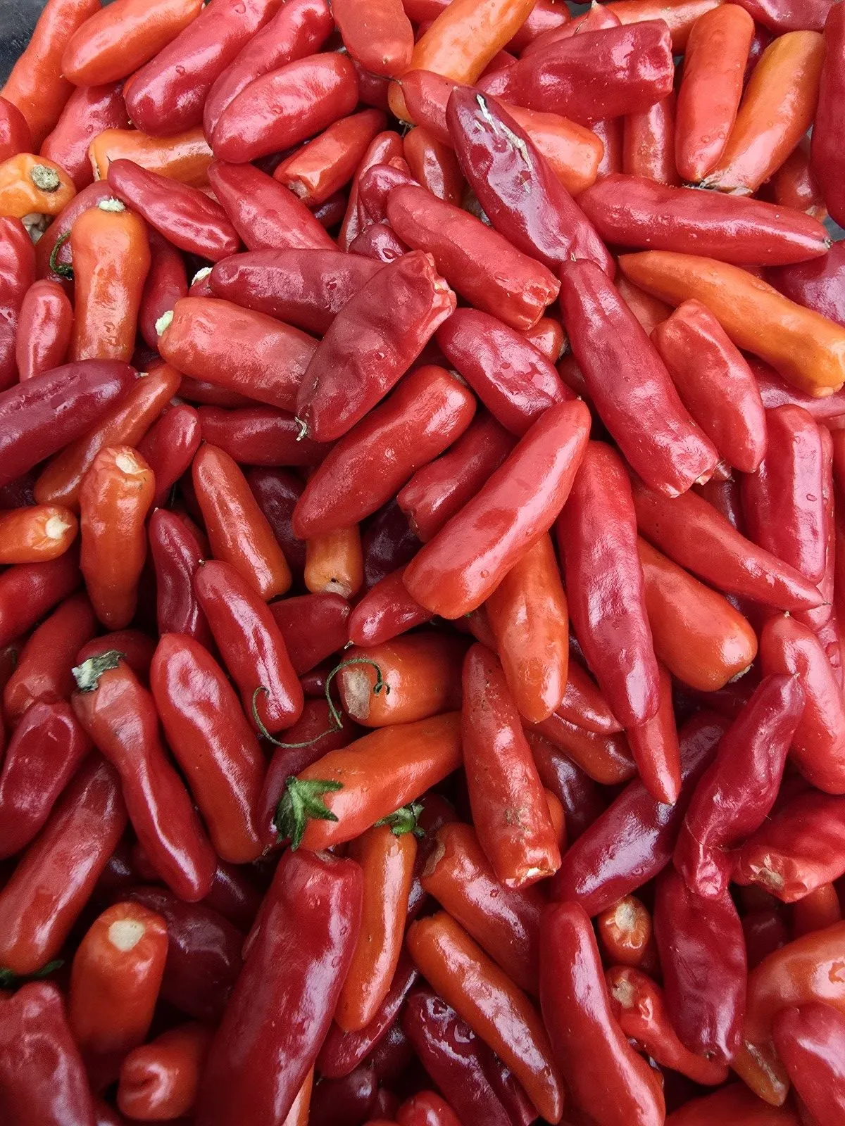 Candlelight Mutant X Thai Orange Mutant Chilli Seeds - Image 5