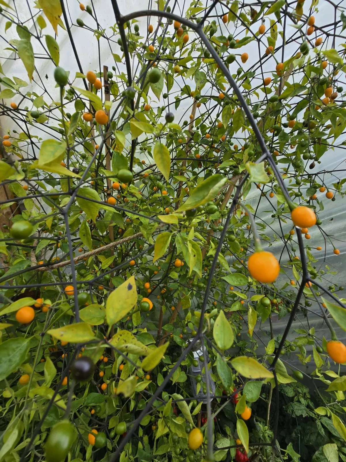 Chiltepin Amarillo Chilli Seeds - Image 3