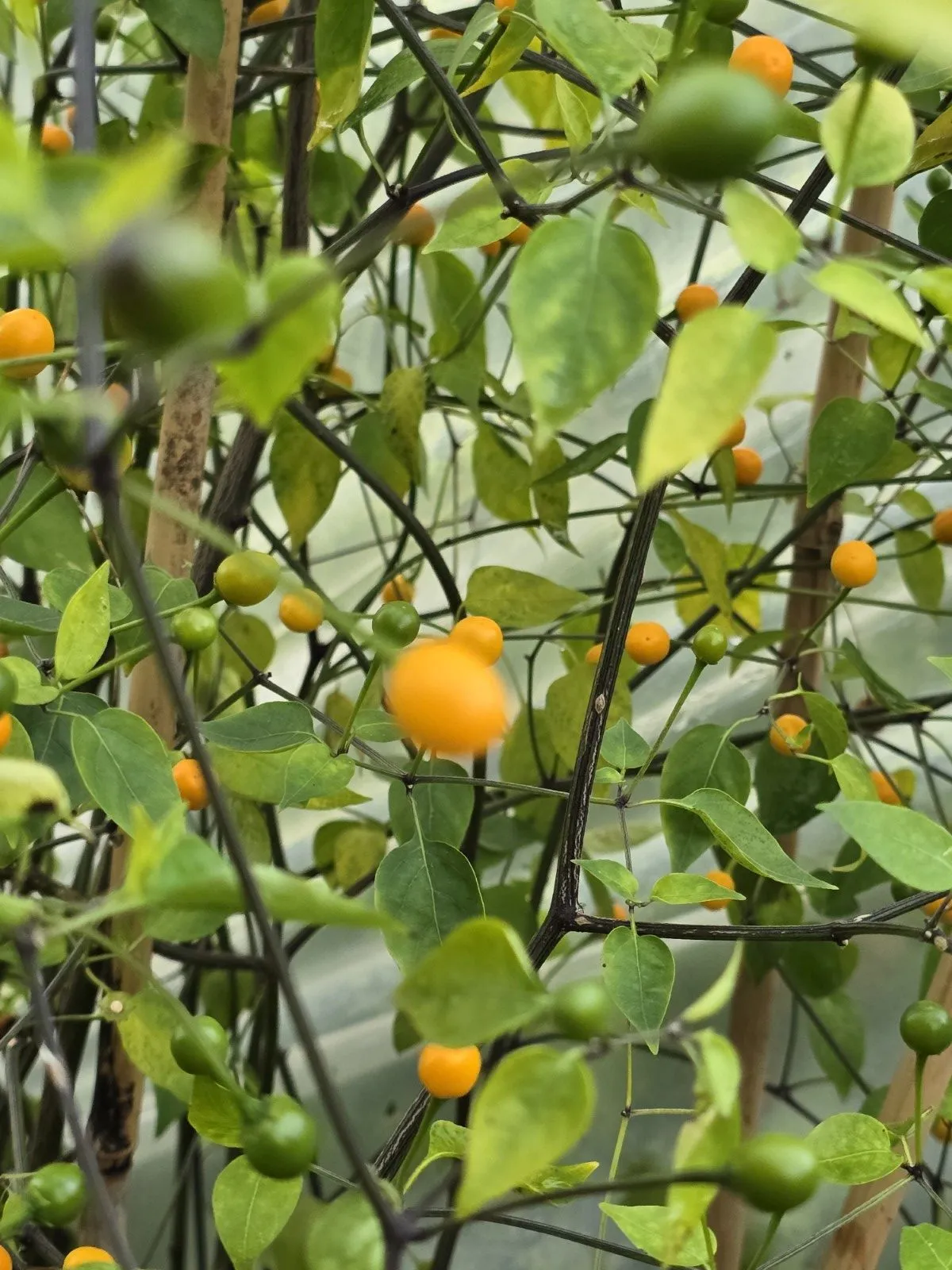 Chiltepin Amarillo Chilli Seeds - Image 2