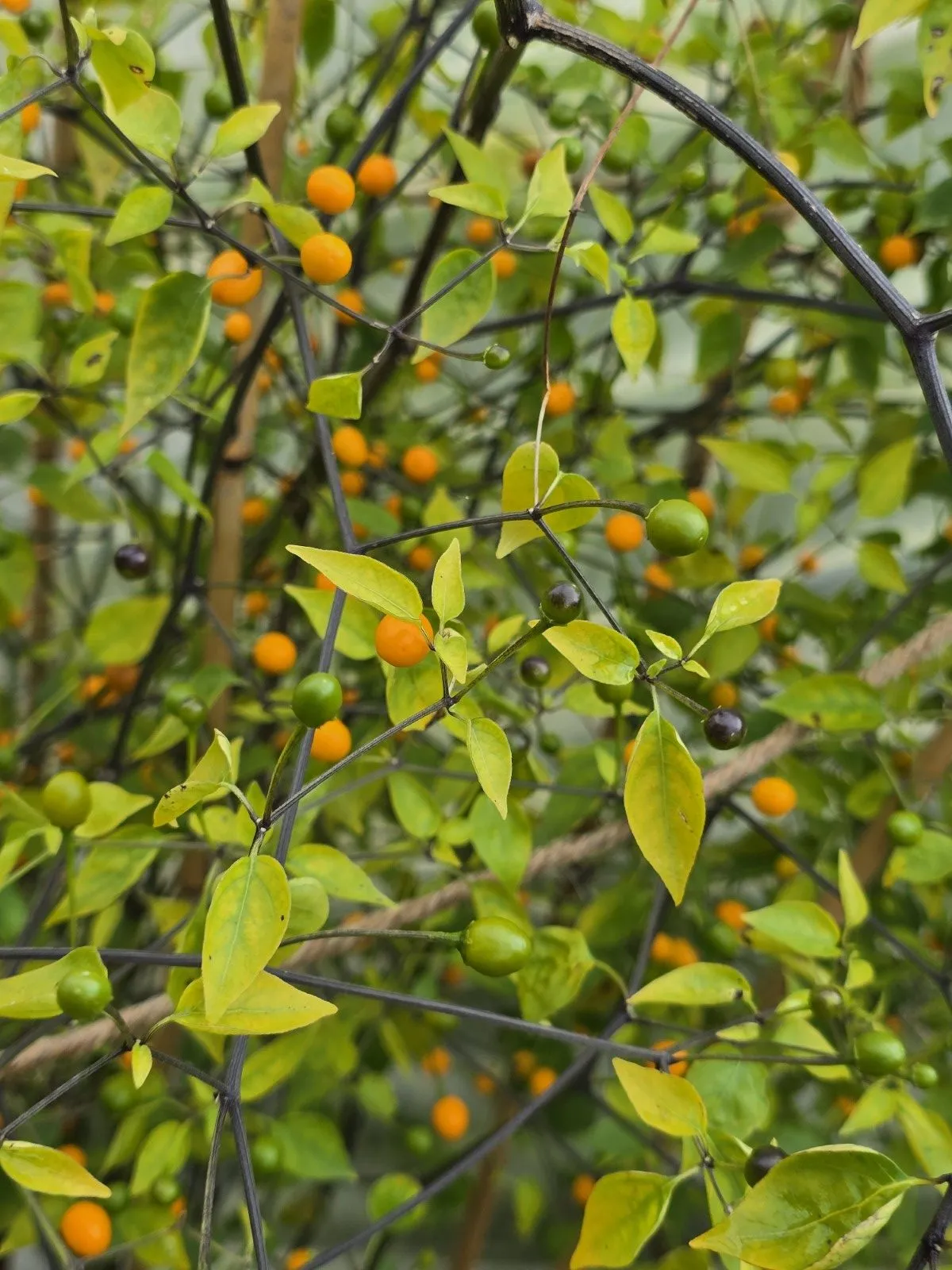 Chiltepin Amarillo Chilli Seeds - Image 5