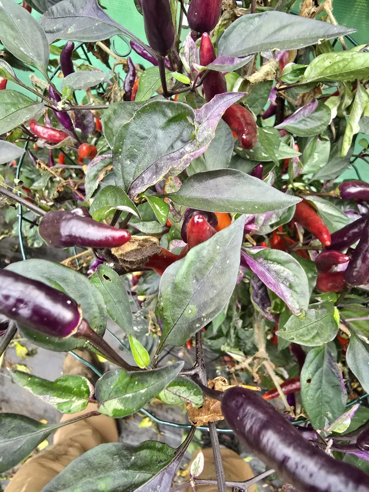 DreamCatcher Dwarf x Maya X Yellow Calypso Orange F6 - Image 10