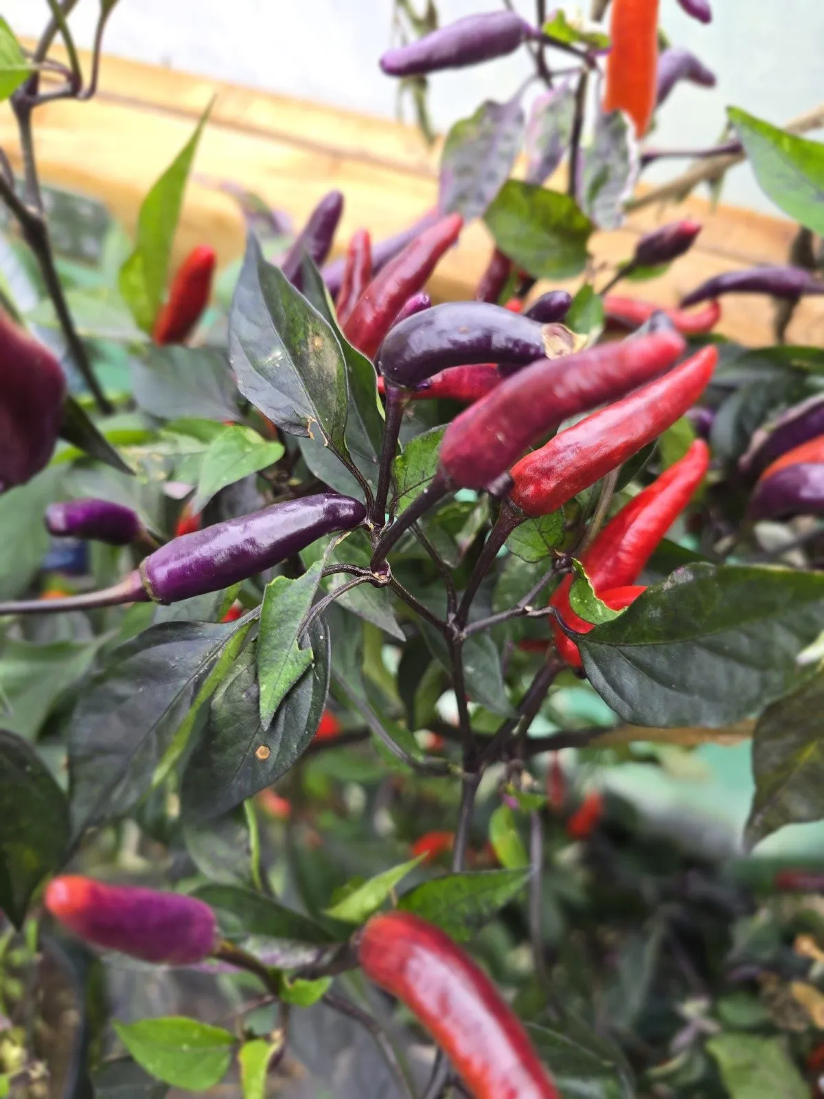 DreamCatcher Dwarf x Maya X Yellow Calypso Orange F6 - Image 3