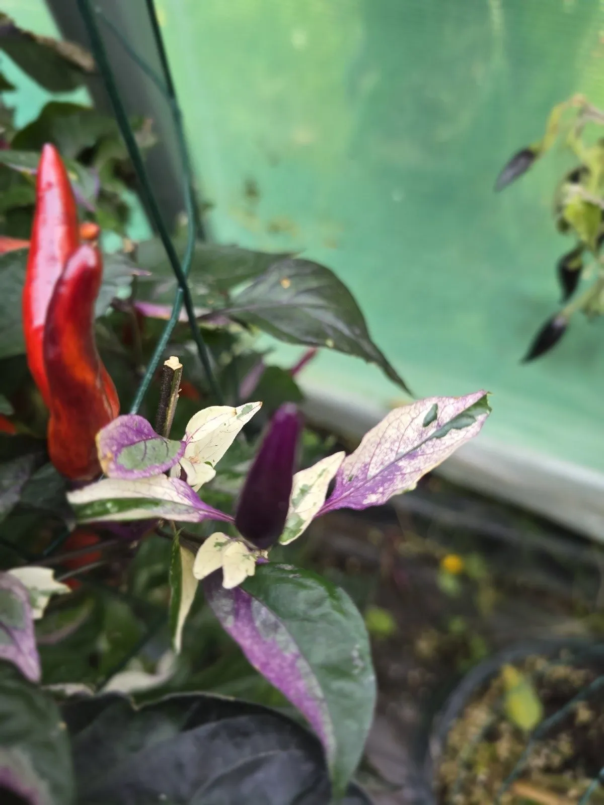 DreamCatcher Dwarf x Maya X Yellow Calypso Orange F6 - Image 4