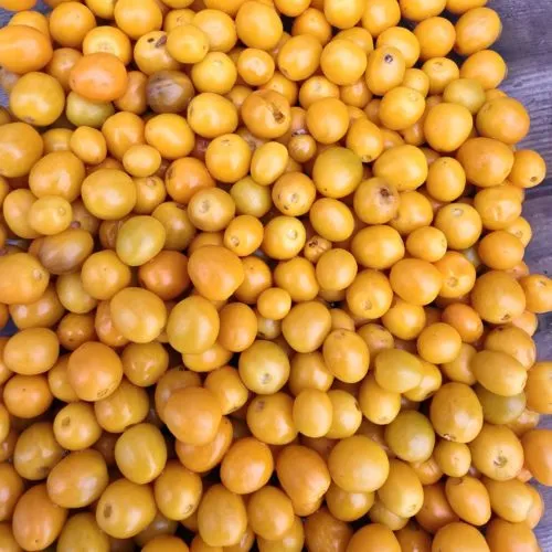 Chiltepin Amarillo Chilli Seeds