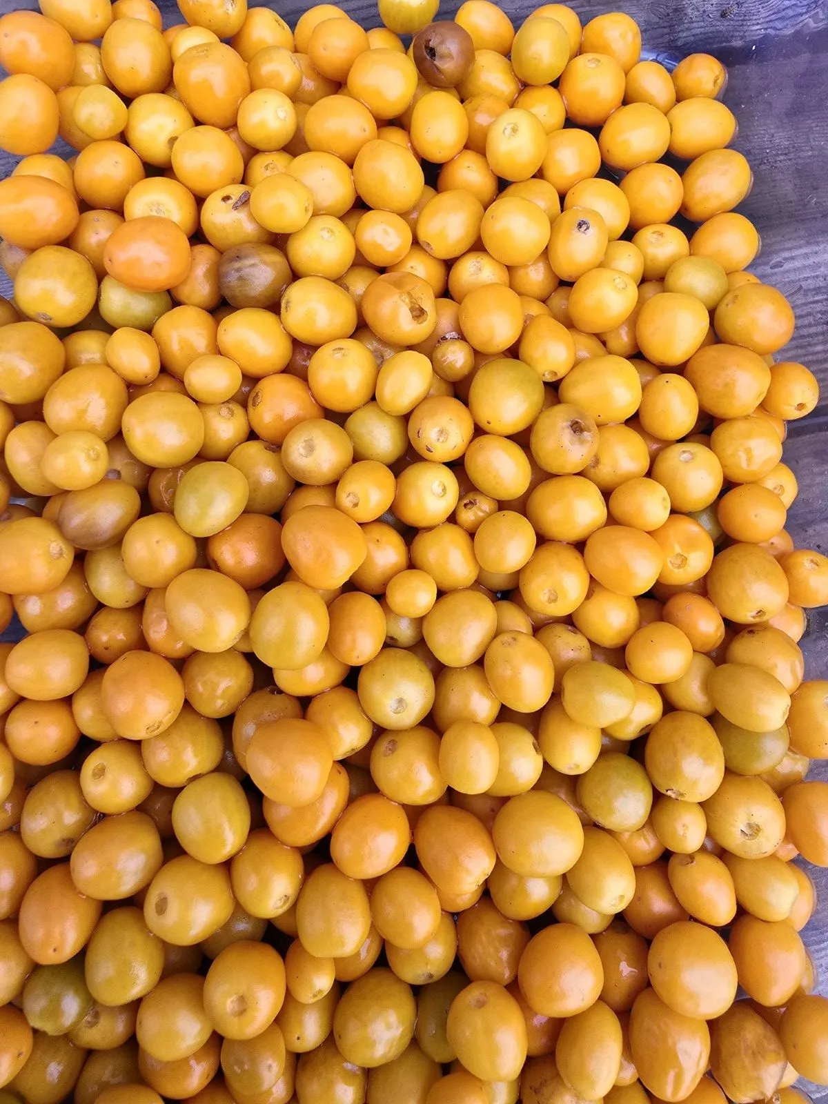 Chiltepin Amarillo Chilli Seeds