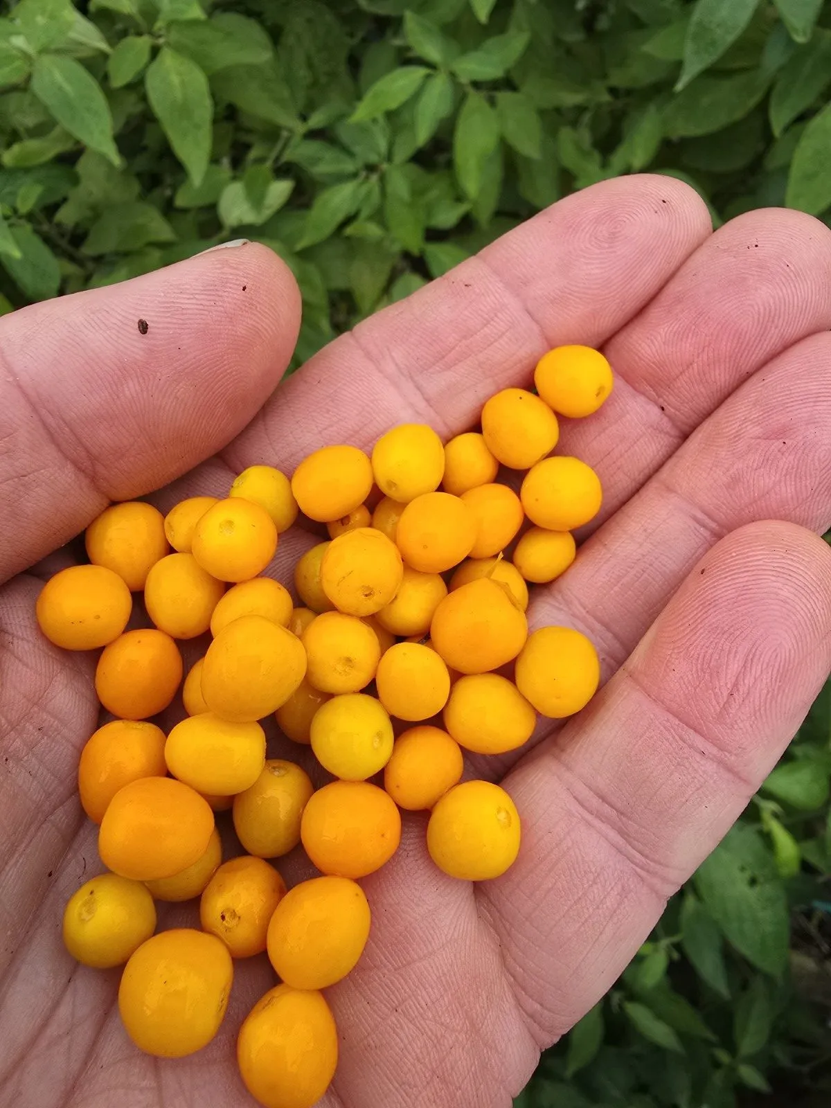 Chiltepin Amarillo Chilli Seeds - Image 4