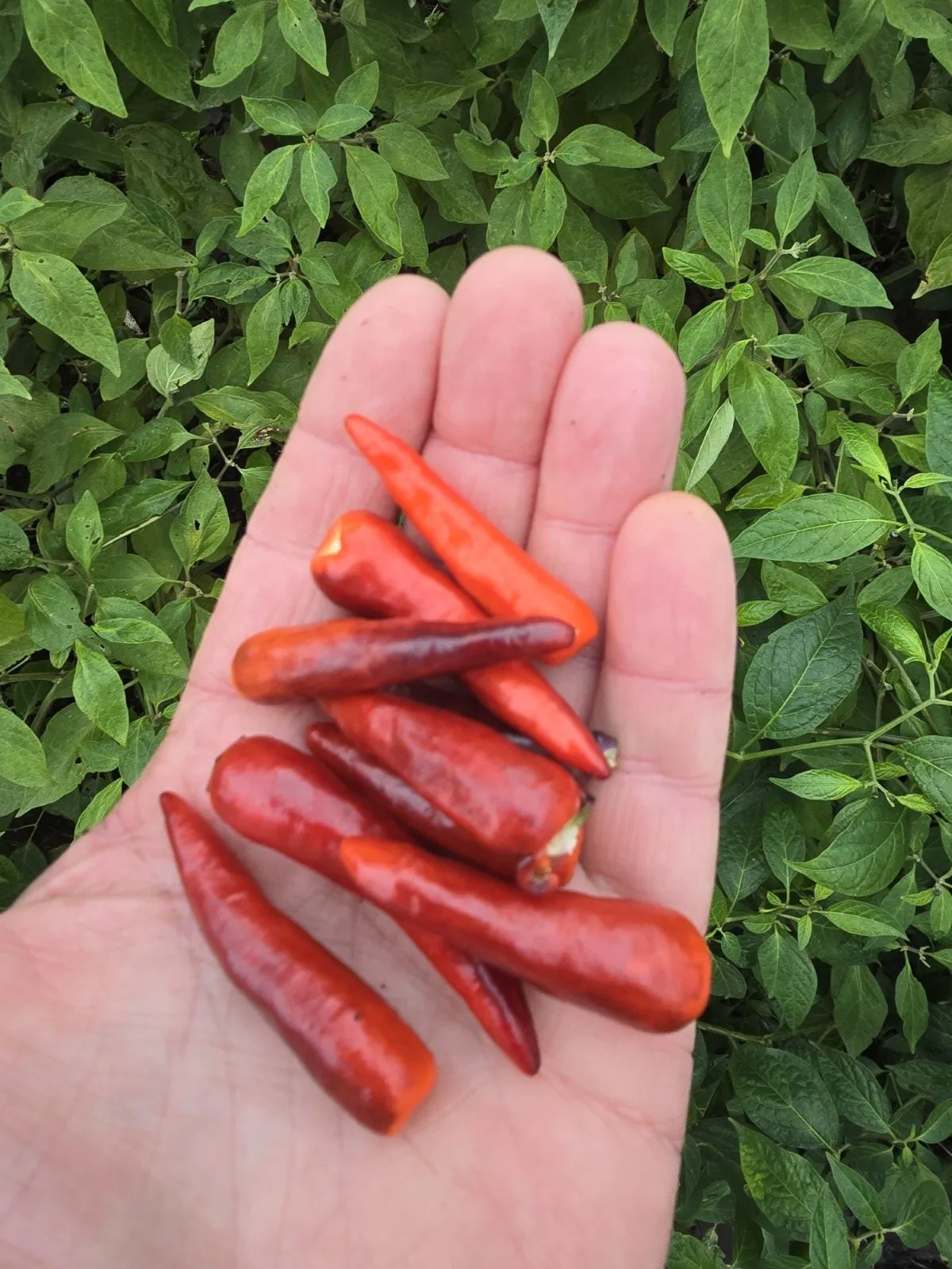 DreamCatcher Dwarf x Maya X Yellow Calypso Orange F6 - Image 5