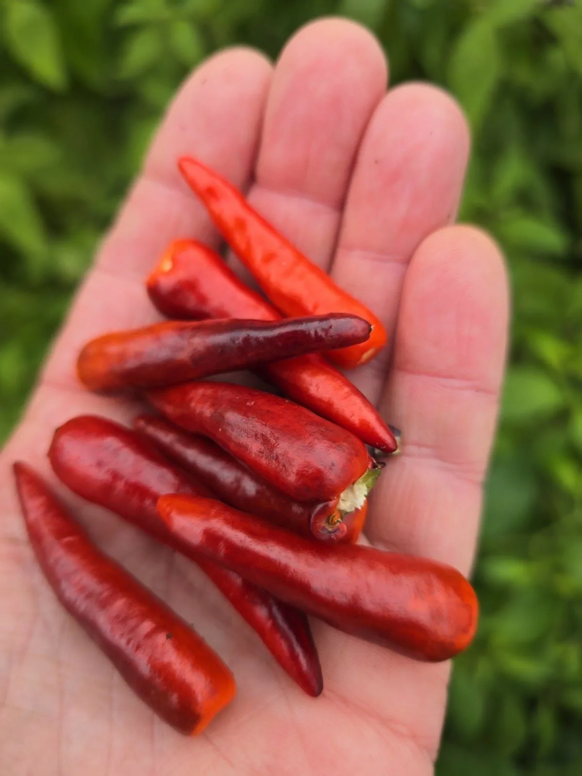 DreamCatcher Dwarf x Maya X Yellow Calypso Orange F6 - Image 6