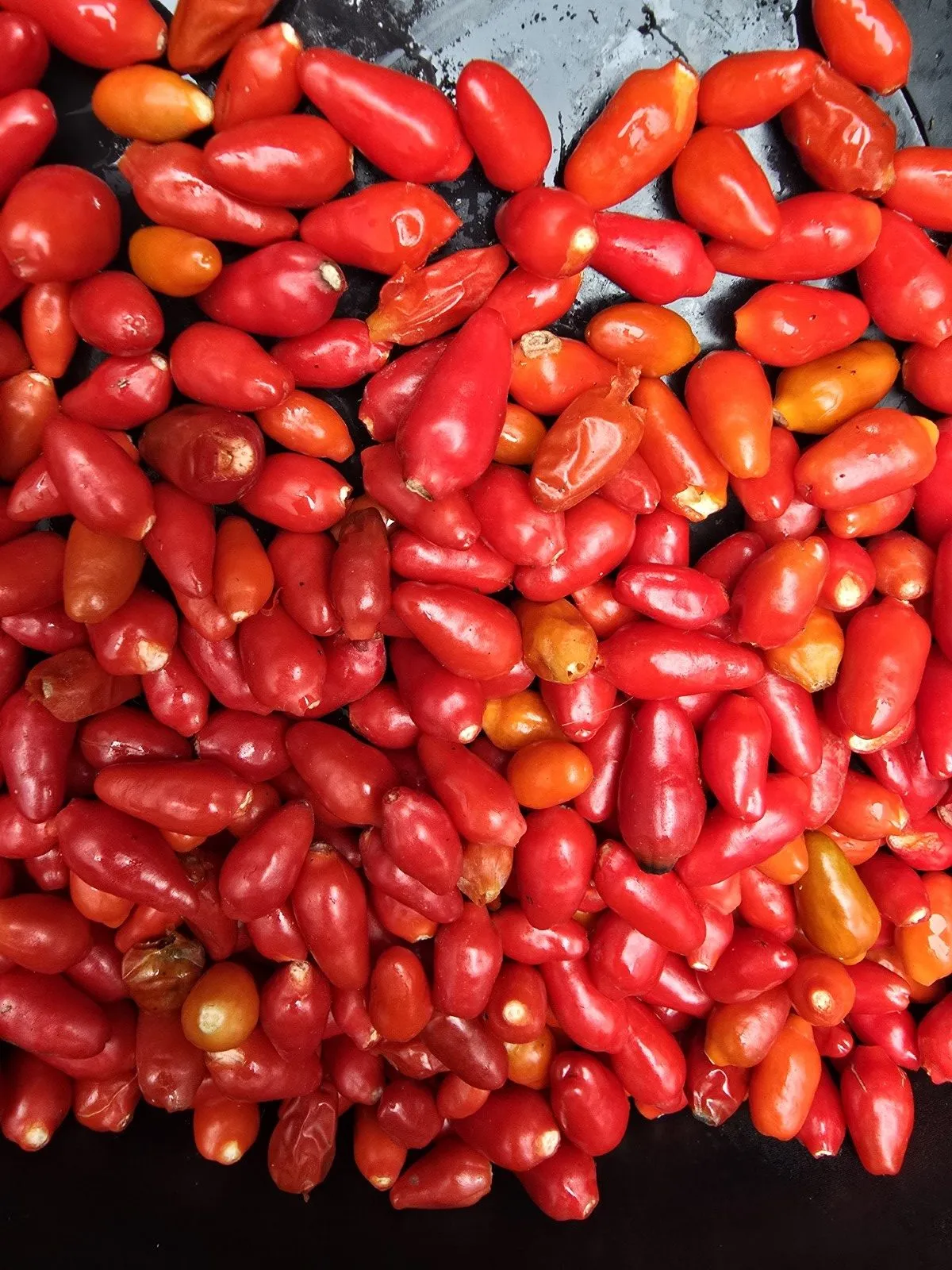 Ata Ijosi Chilli Seeds - Image 3