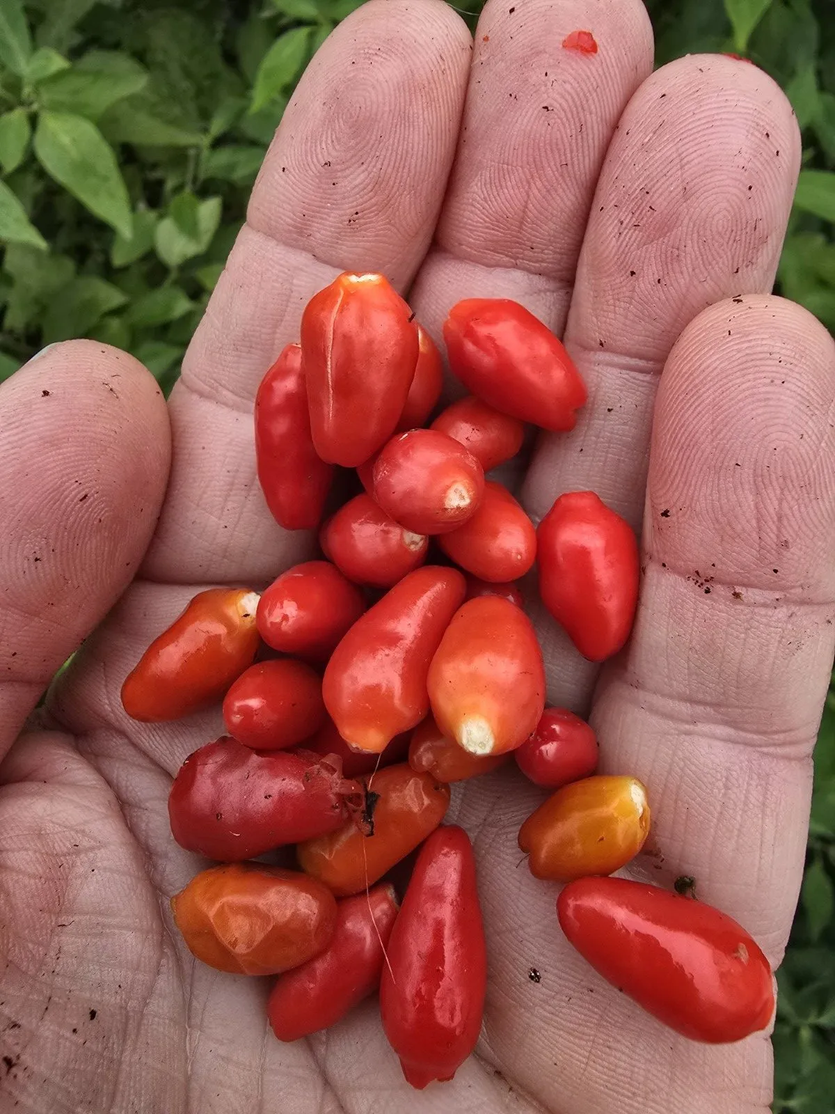 Ata Ijosi Chilli Seeds - Image 6