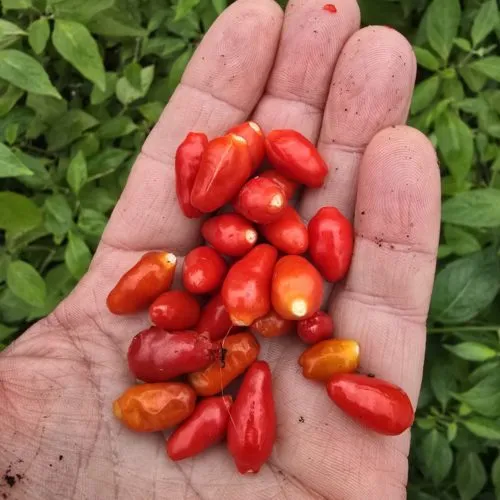 Ata Ijosi Chilli Seeds