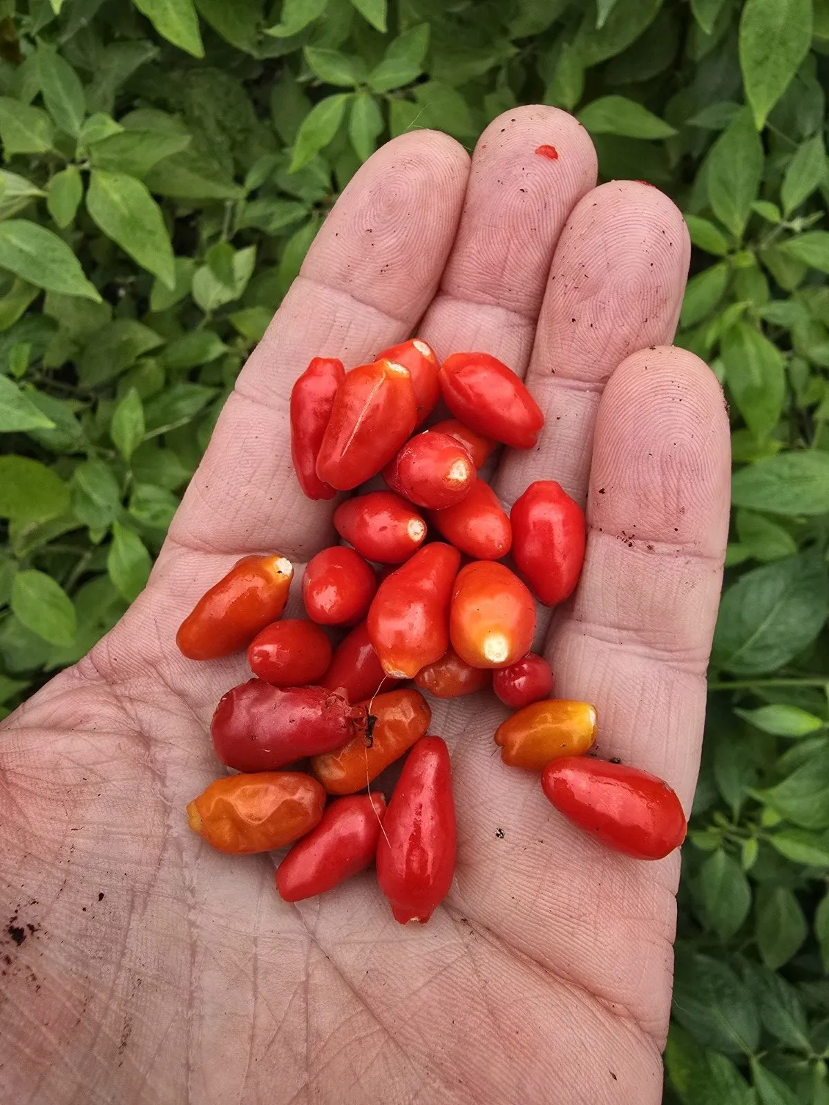 Ata Ijosi Chilli Seeds