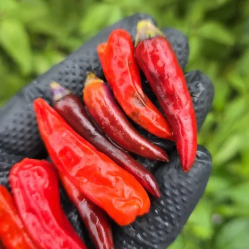 Uchu Creme x Trinidad Purple Coffee F6