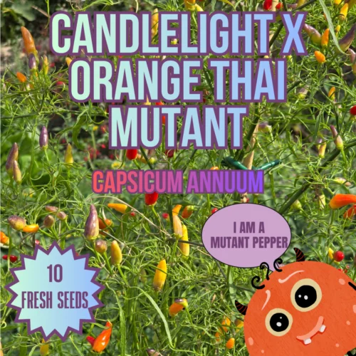 Candlelight x Orange Thai Mutant Chilli Seeds