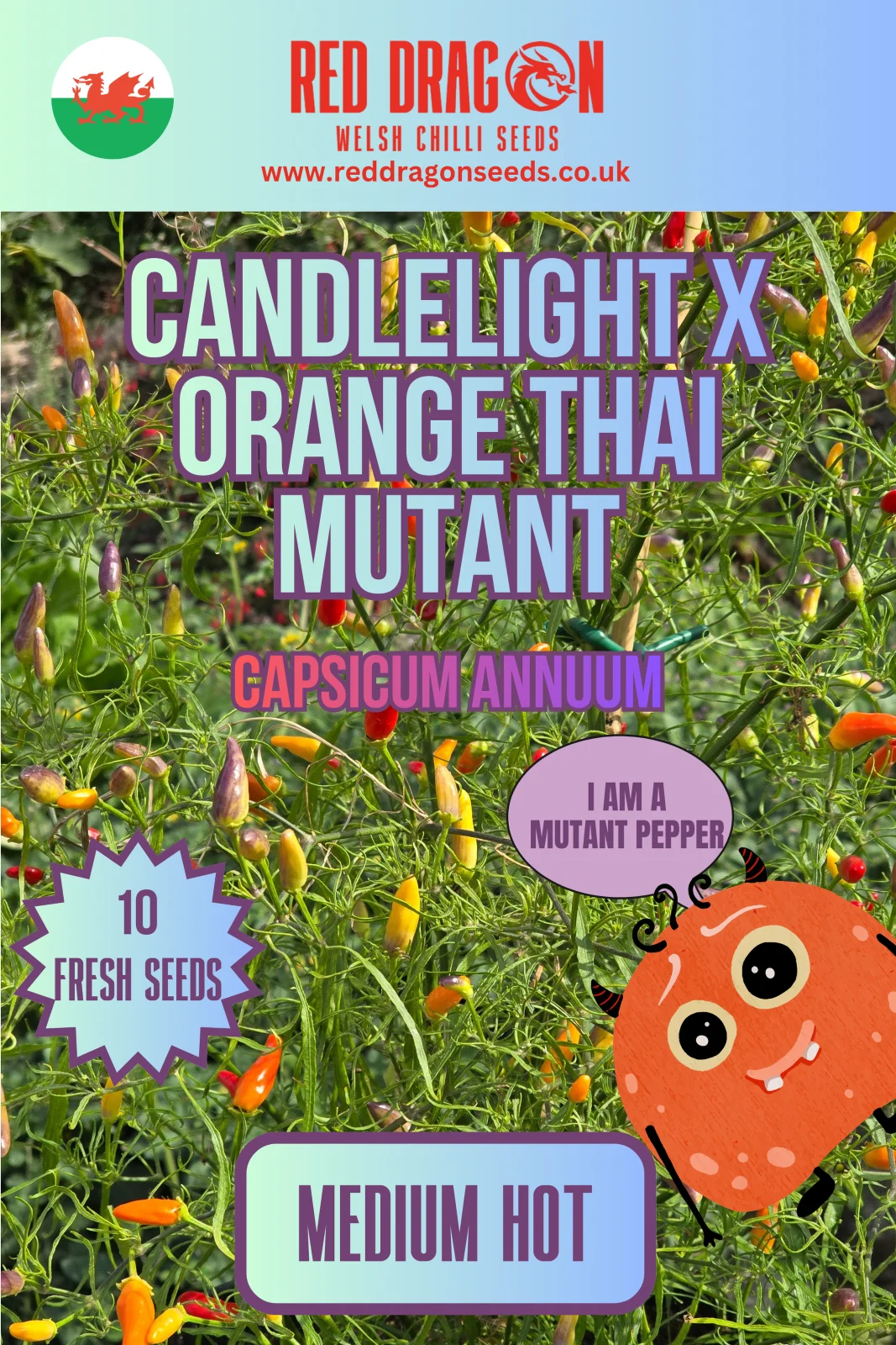 Candlelight x Orange Thai Mutant Chilli Seeds