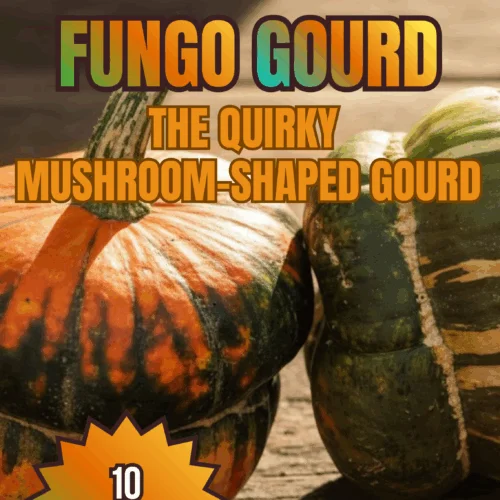 Fungo Gourd Seeds