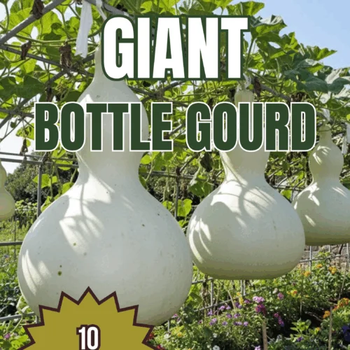 Giant Bottle Gourd Seeds