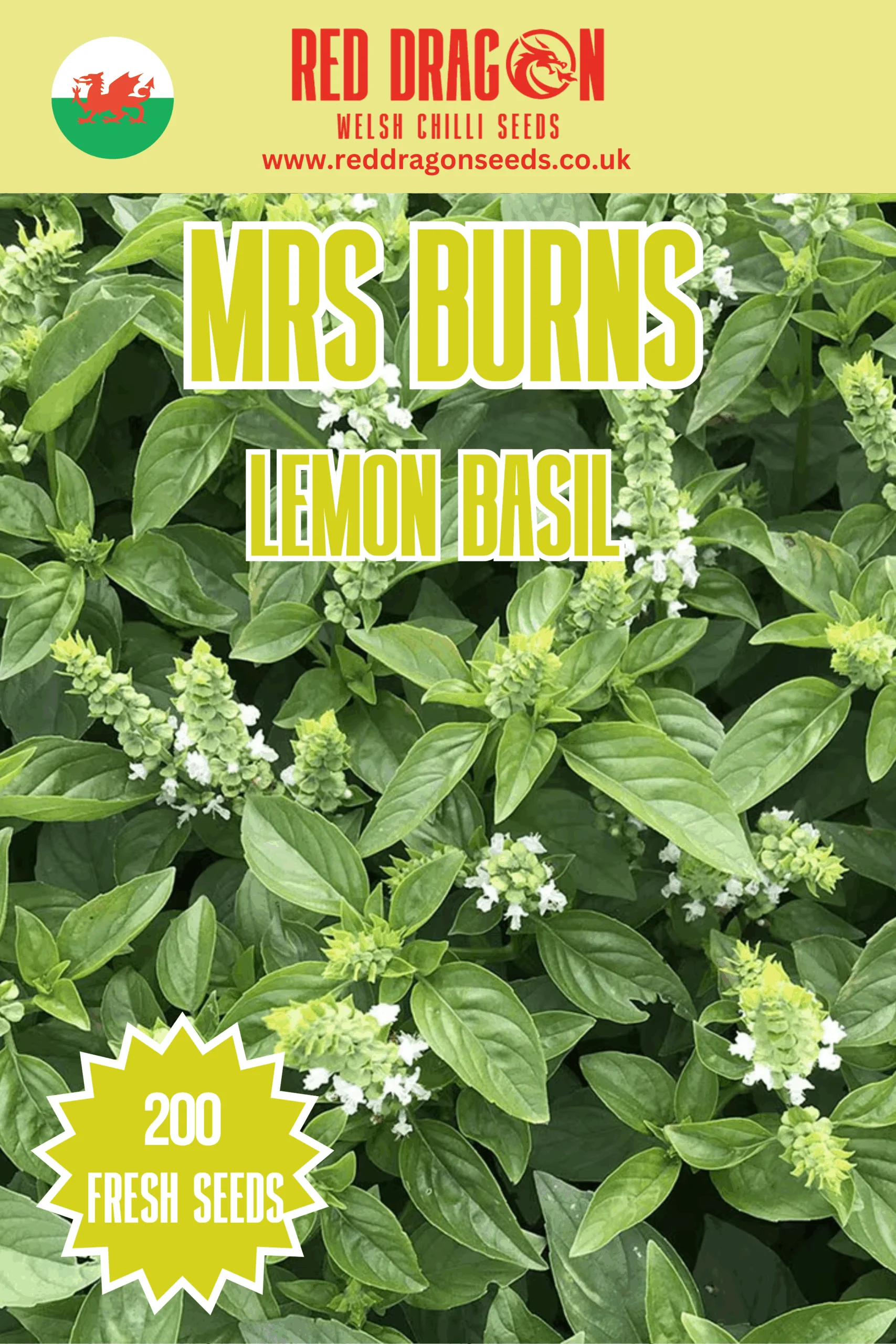Mrs Burns Lemon Basil Seeds