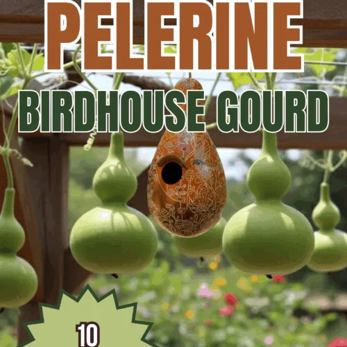 Pelerine Birdhouse Gourd Seeds