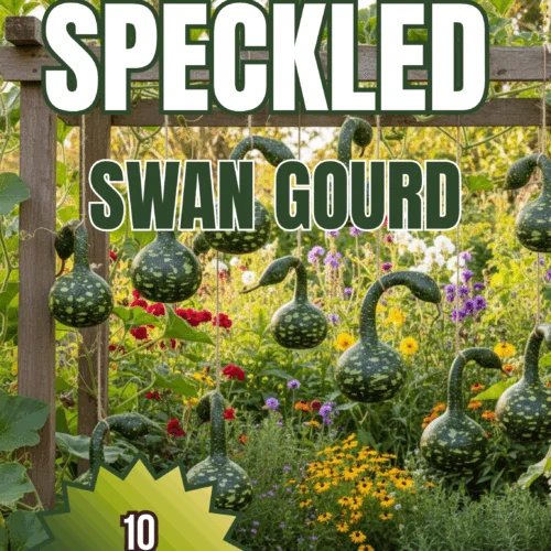 Speckled Swan Gourd Seeds