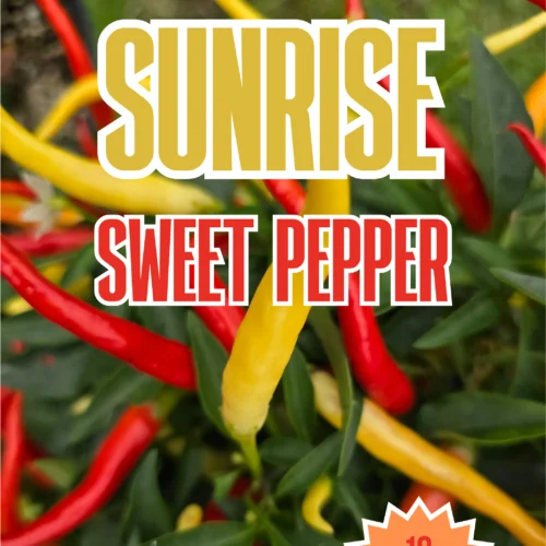 Sunrise Sweet Pepper Seeds