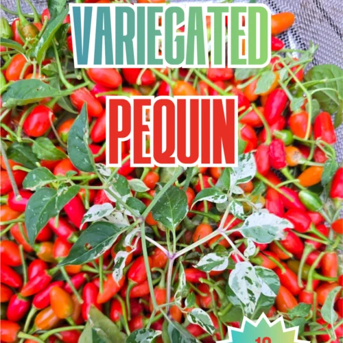 Variegated Pequin Chilli Seeds