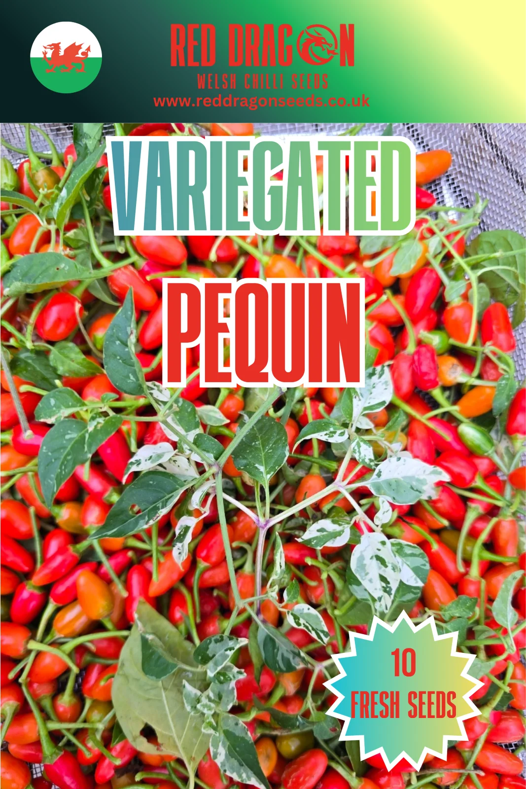 Variegated Pequin Chilli Seeds