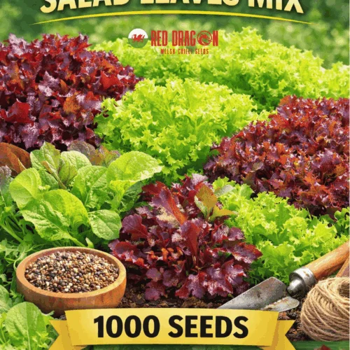 Gourmet Lettuce Mix Seeds
