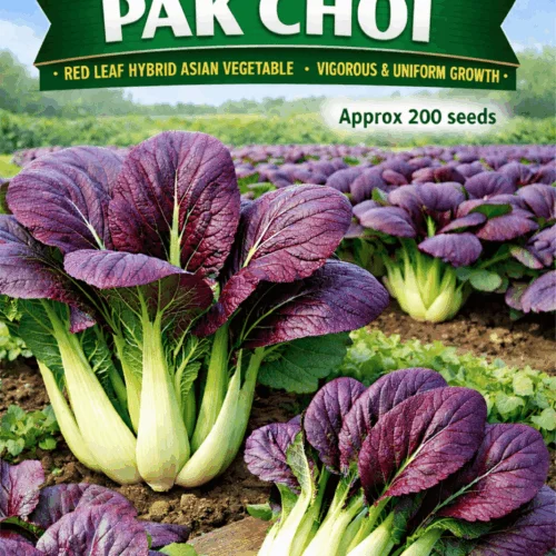 Red Choi F1 Pak Choi Seeds