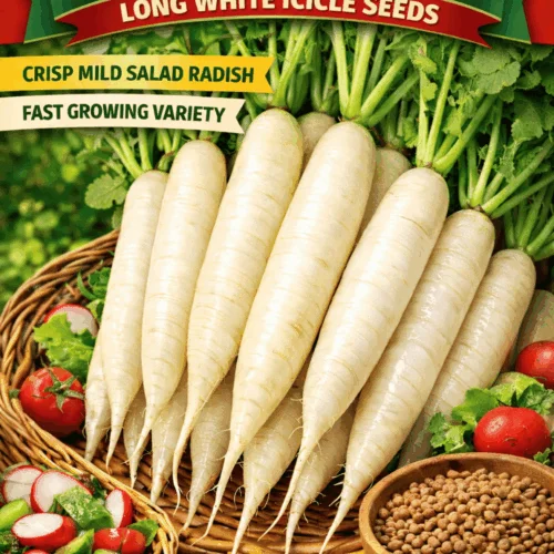 White Long Icicle Radish Seeds