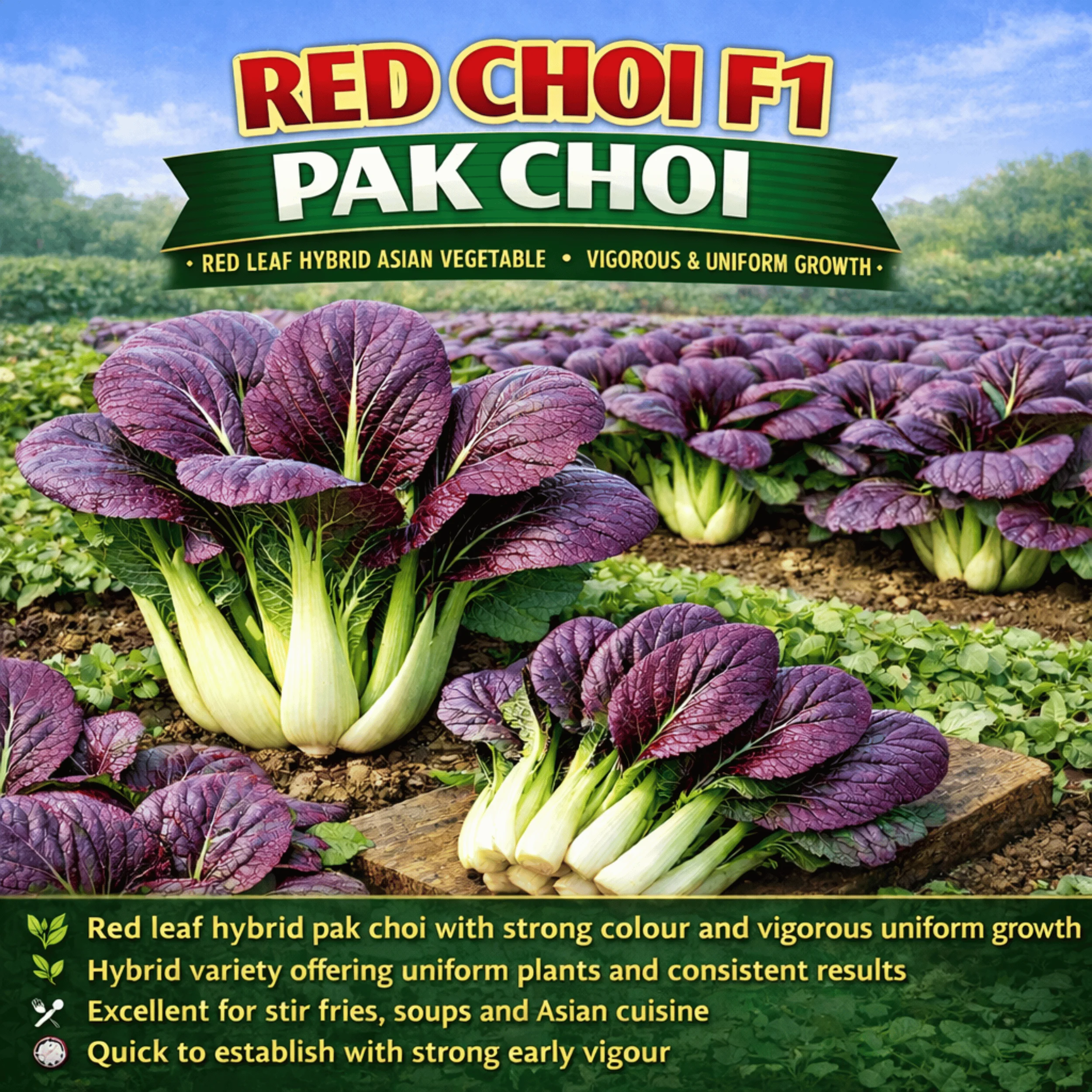 Red Choi F1 Pak Choi Seeds - Image 2