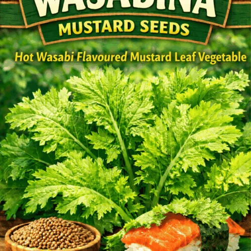 Wasabina Mustard Seeds