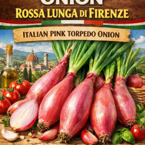 Russa Lunga Firenze Onion Seeds