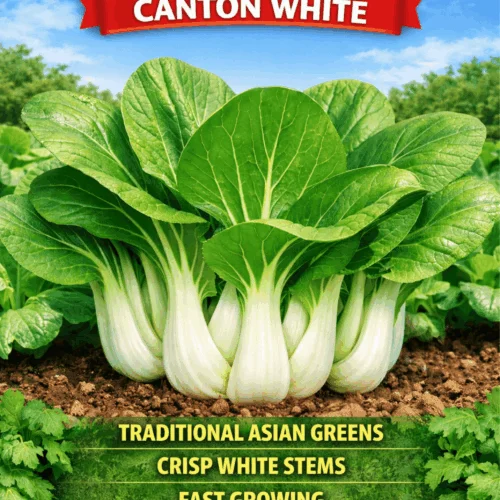 Canton White Pak Choi Seeds