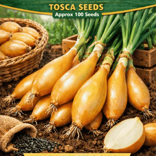 Tosca Onion Seeds