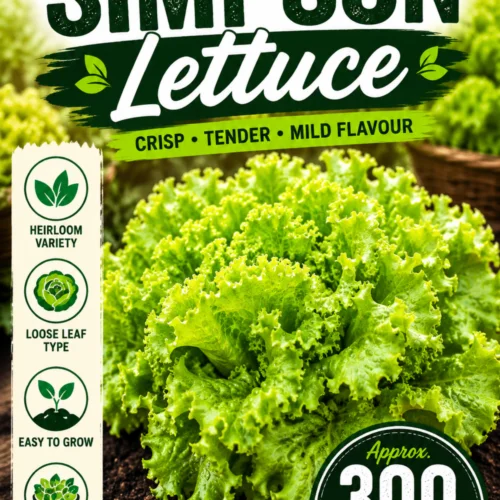 Black Seeded Simpson Lettuce Seeds