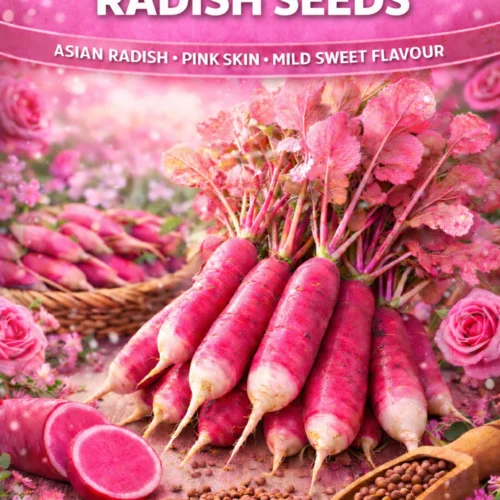 China Rose Radish Seeds