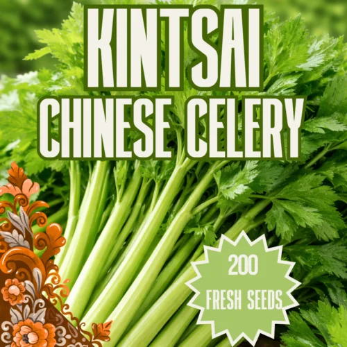 Kintsai Chinese Celery