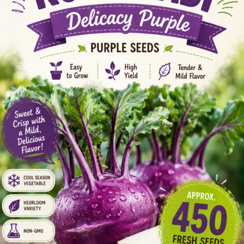 Kohl Rabi Delicacy Purple Seeds