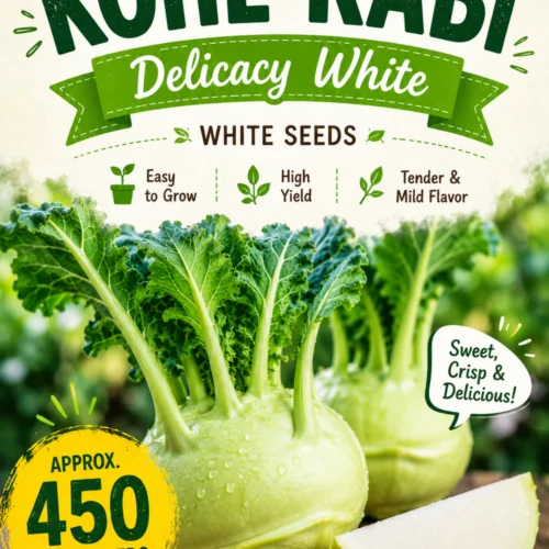 Kohl Rabi Delicacy White Seeds