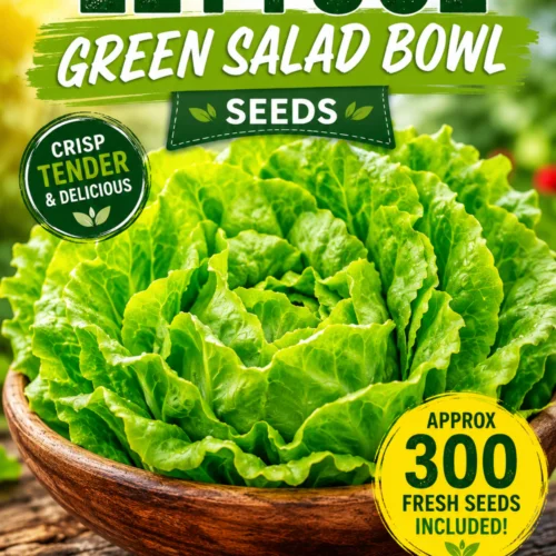 Lettuce Green Salad Bowl Seeds