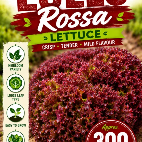 Lollo Rossa Lettuce Seeds
