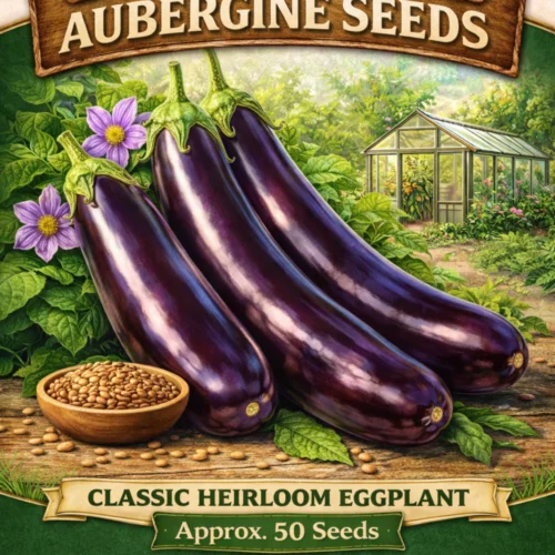 Long Purple Aubergine