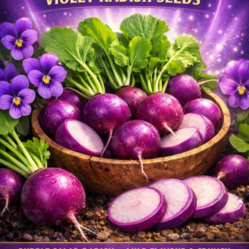 Malaga Violet Radish Seeds