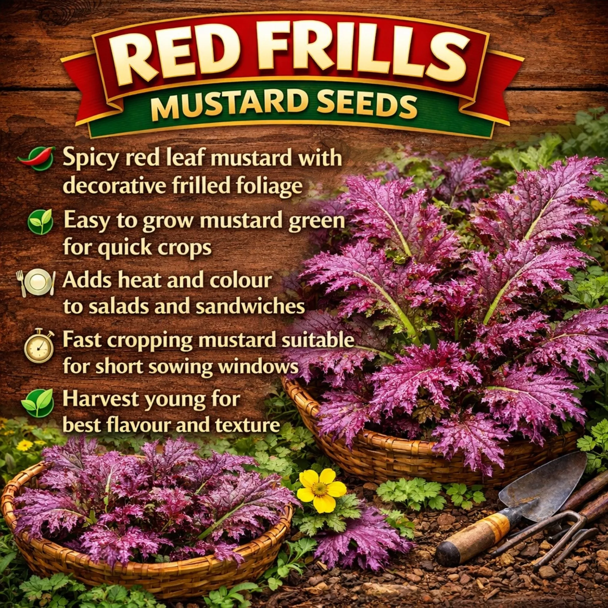 Red Frills Mustard - Image 2