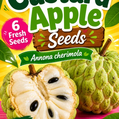 Custard Apple Seeds