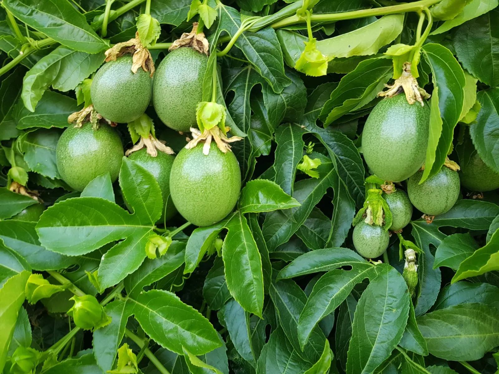 Purple Passionfruit Seeds - Image 3