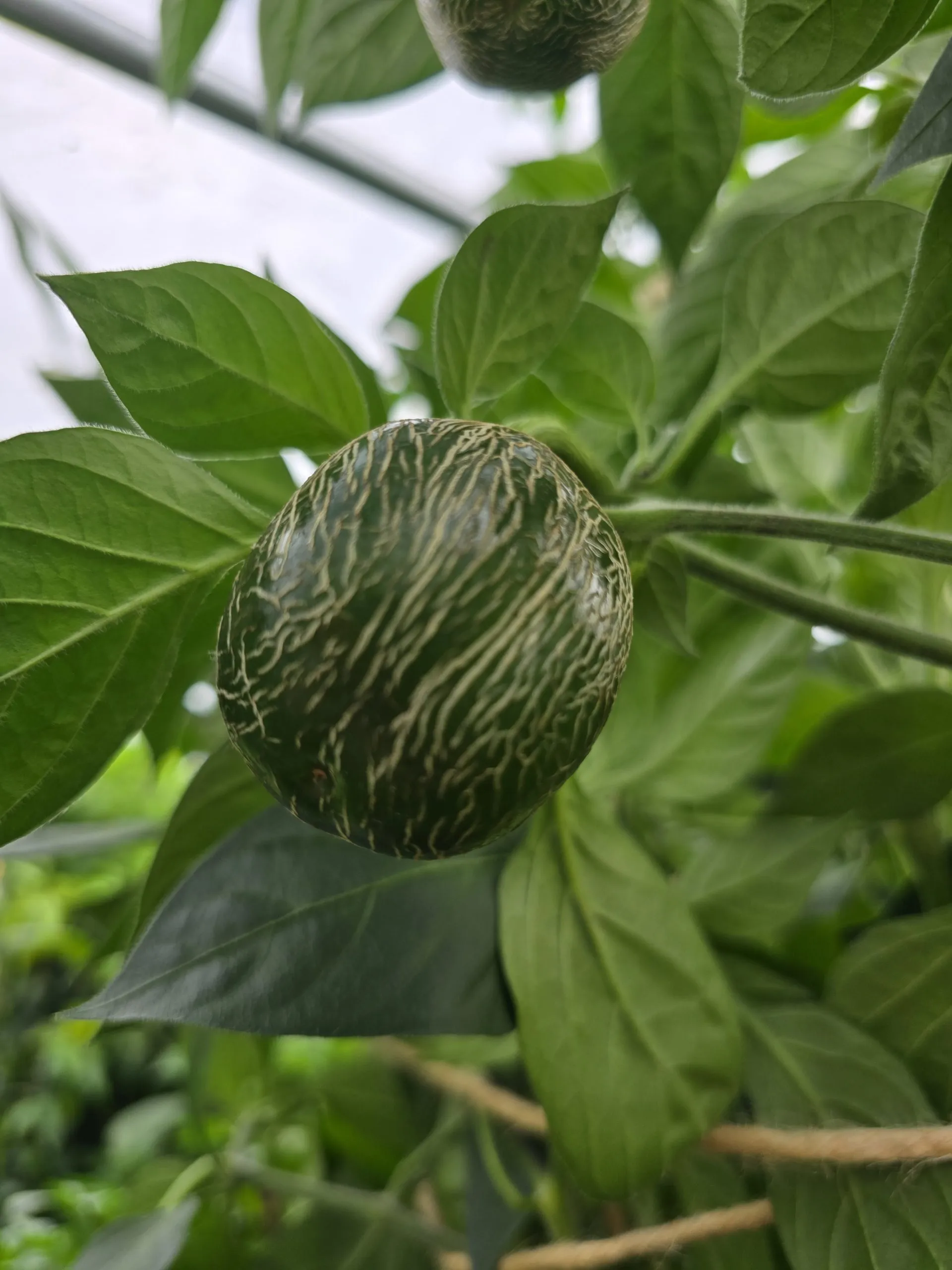 Jalapeño Dieghito Chilli Seeds - Image 2